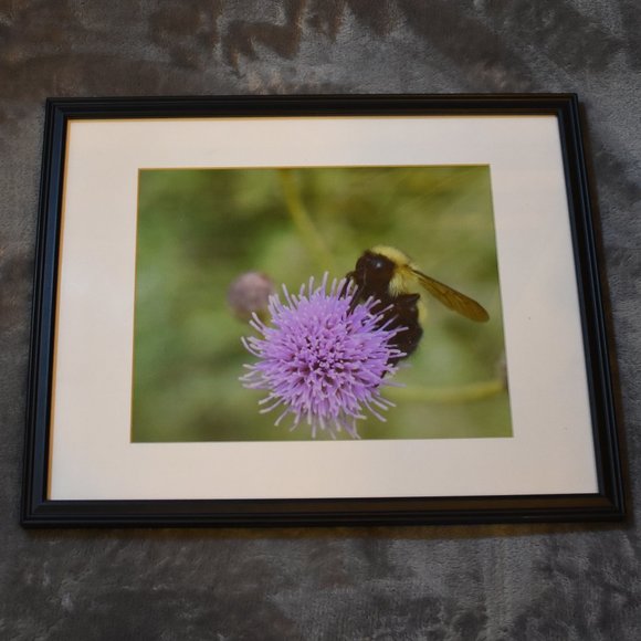 8x10 Bee on a Thistle Flower Photograph - Picture 1 of 4